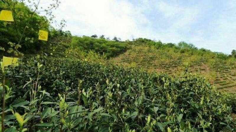 如何准确评估农业种植技术公司排名